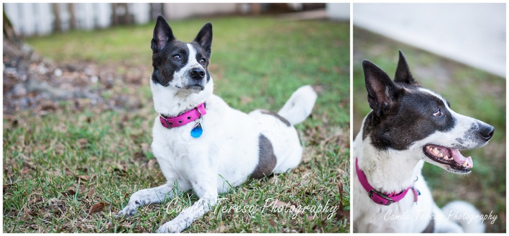 Dogs, Canaan, Pet Photography, South Florida