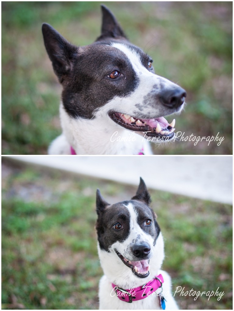 Dogs, Canaan, Pet Photography, South Florida